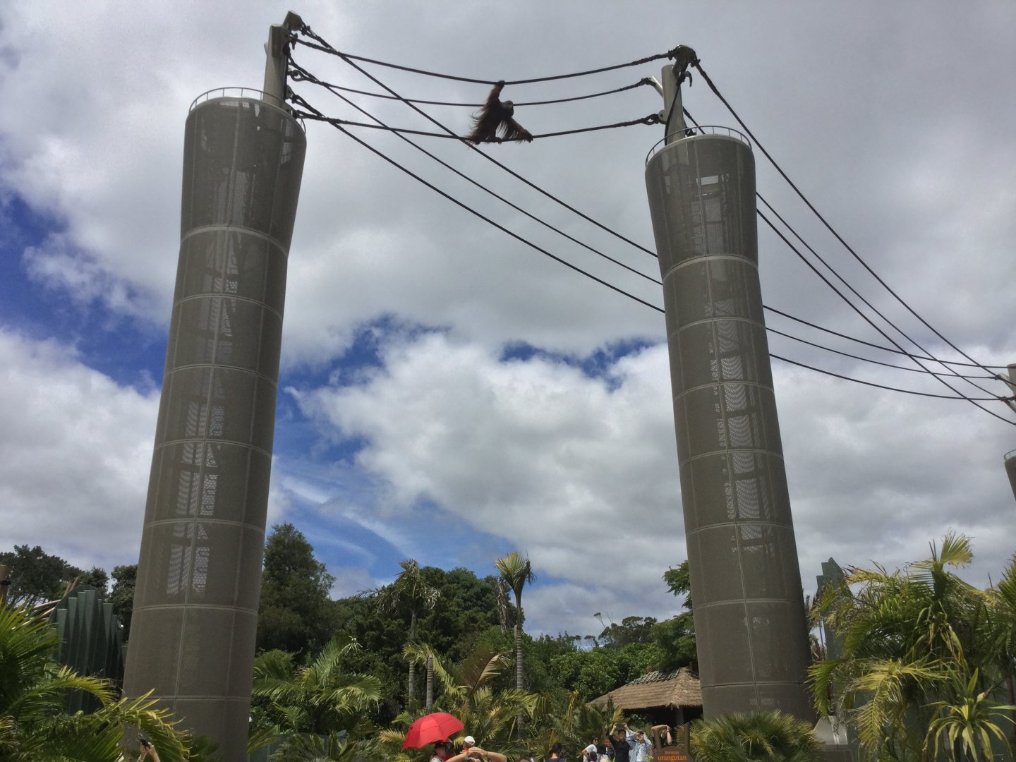 Charlie on the Aerial Pathway