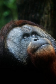 Charlie, Singapore Zoo