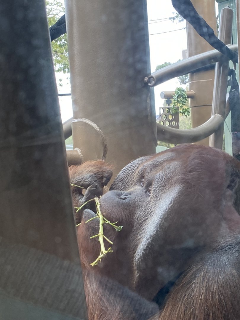 Charlie the Bornean Orangutan