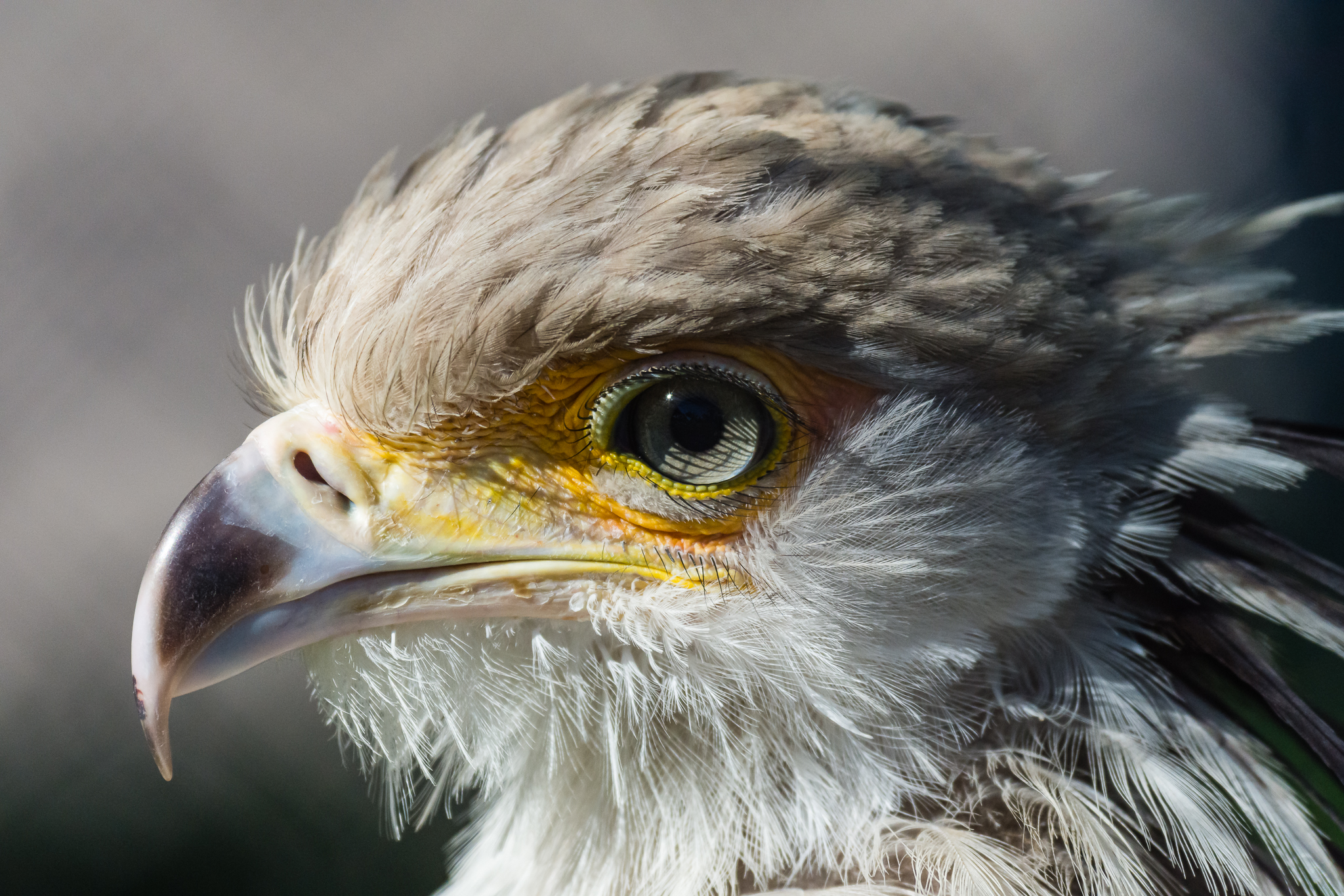 Charlie, the new secretary bird.