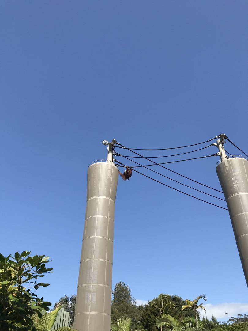 Charlie the Orangutan