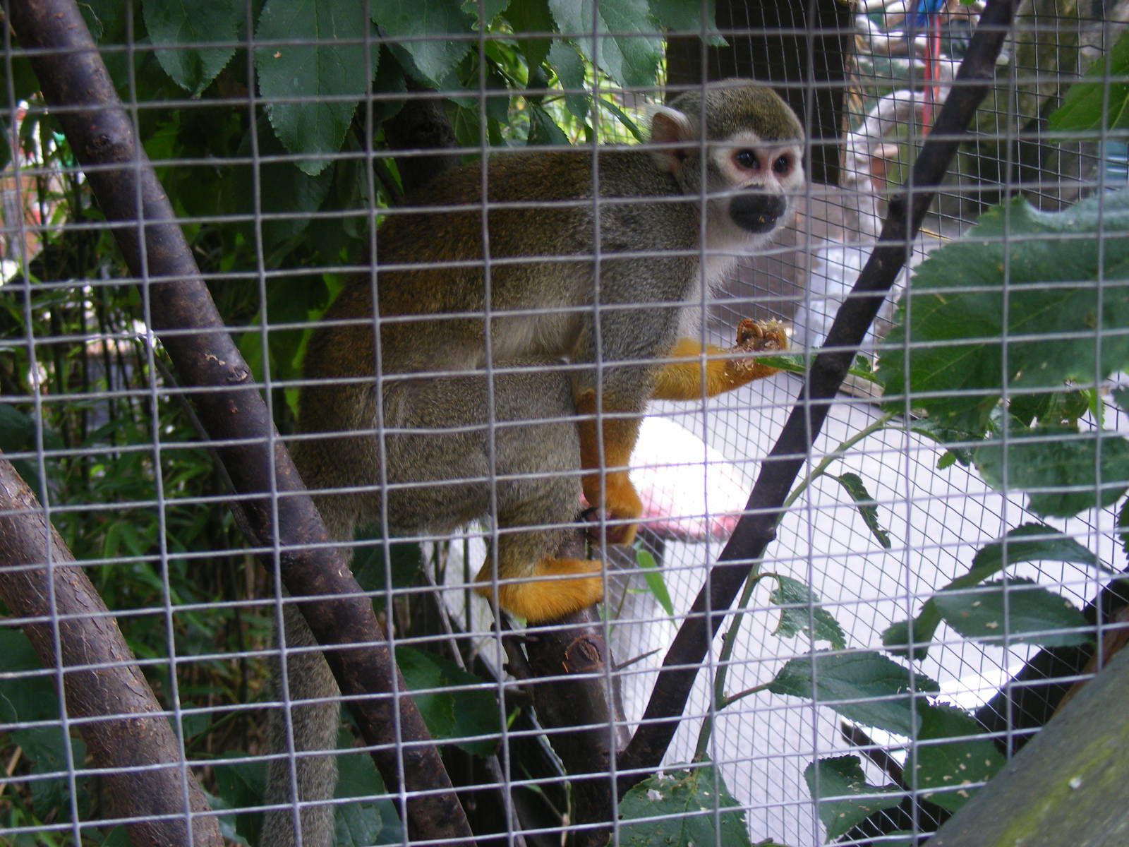 Charlie the squirrel monkey at Wickid Pets Animal Adventure, 18 June 2011