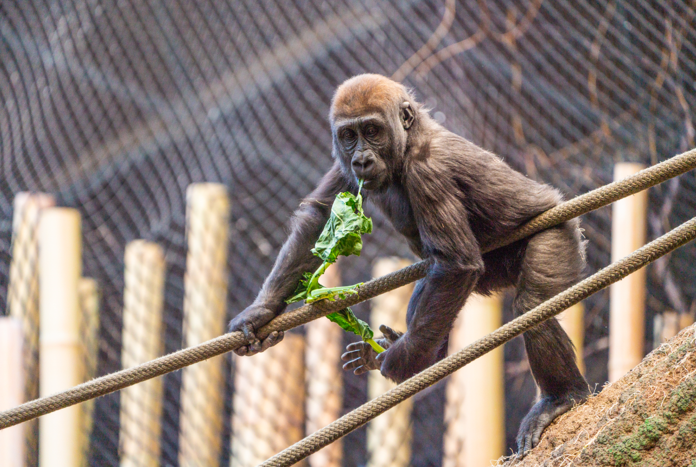 Charlie the Western Lowland Gorilla girl
