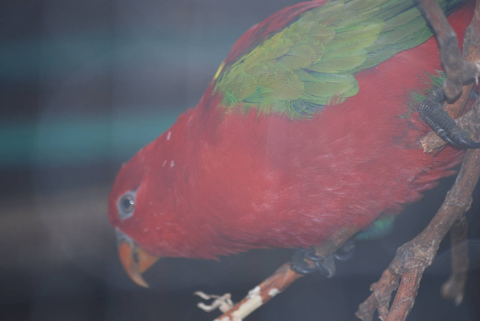 Charlie the yellow-backed chattering lory