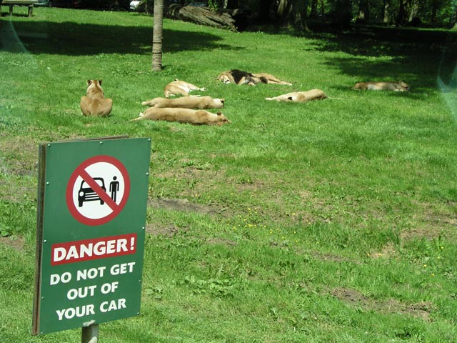 Charlie's Pride sleeping in the sun