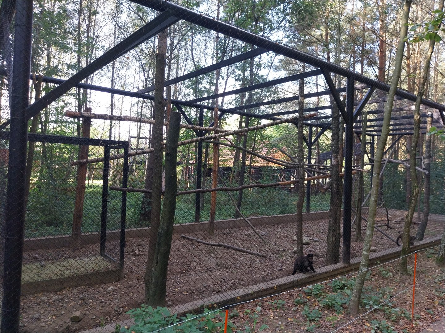 Charlotta Zoo - Black-capped Capuchin (Sapajus apella)