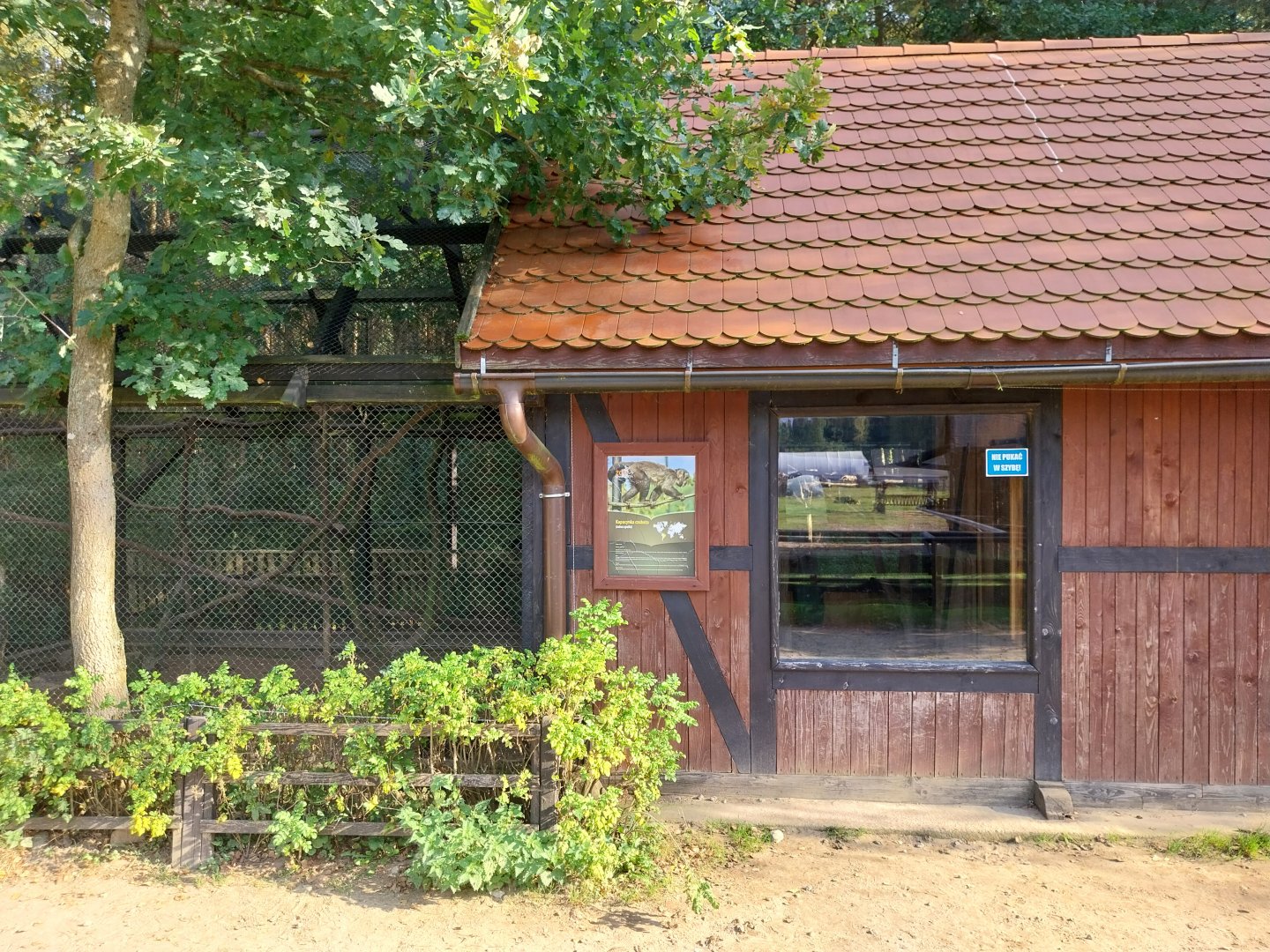 Charlotta Zoo - Black-capped Capuchin (Sapajus apella)