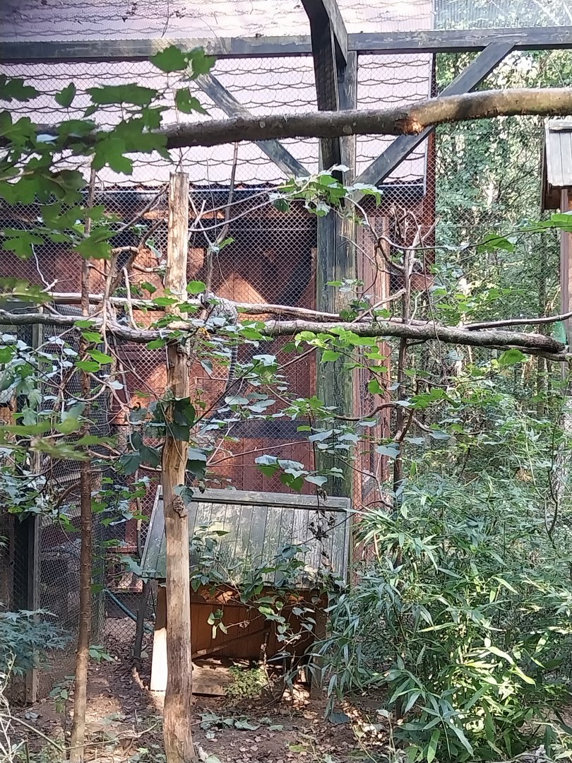 Charlotta Zoo - Blue-and-Yellow Macaw (Ara ararauna) and Common Marmoset (Callithrix jacchus)