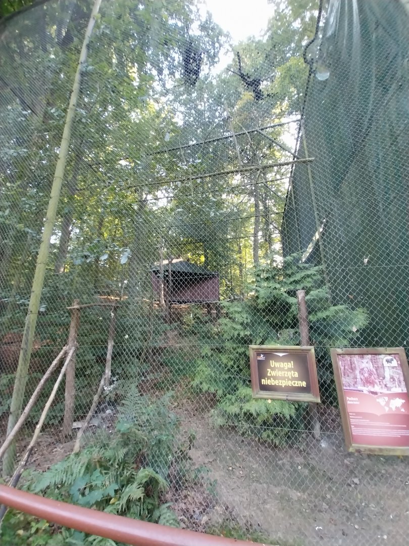 Charlotta Zoo - Eurasian Eagle-owl (Bubo bubo bubo)
