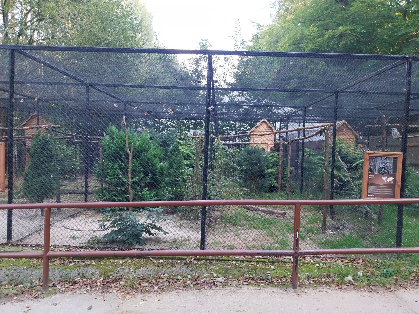 Charlotta Zoo - European Eagle-owl (Bubo bubo bubo)