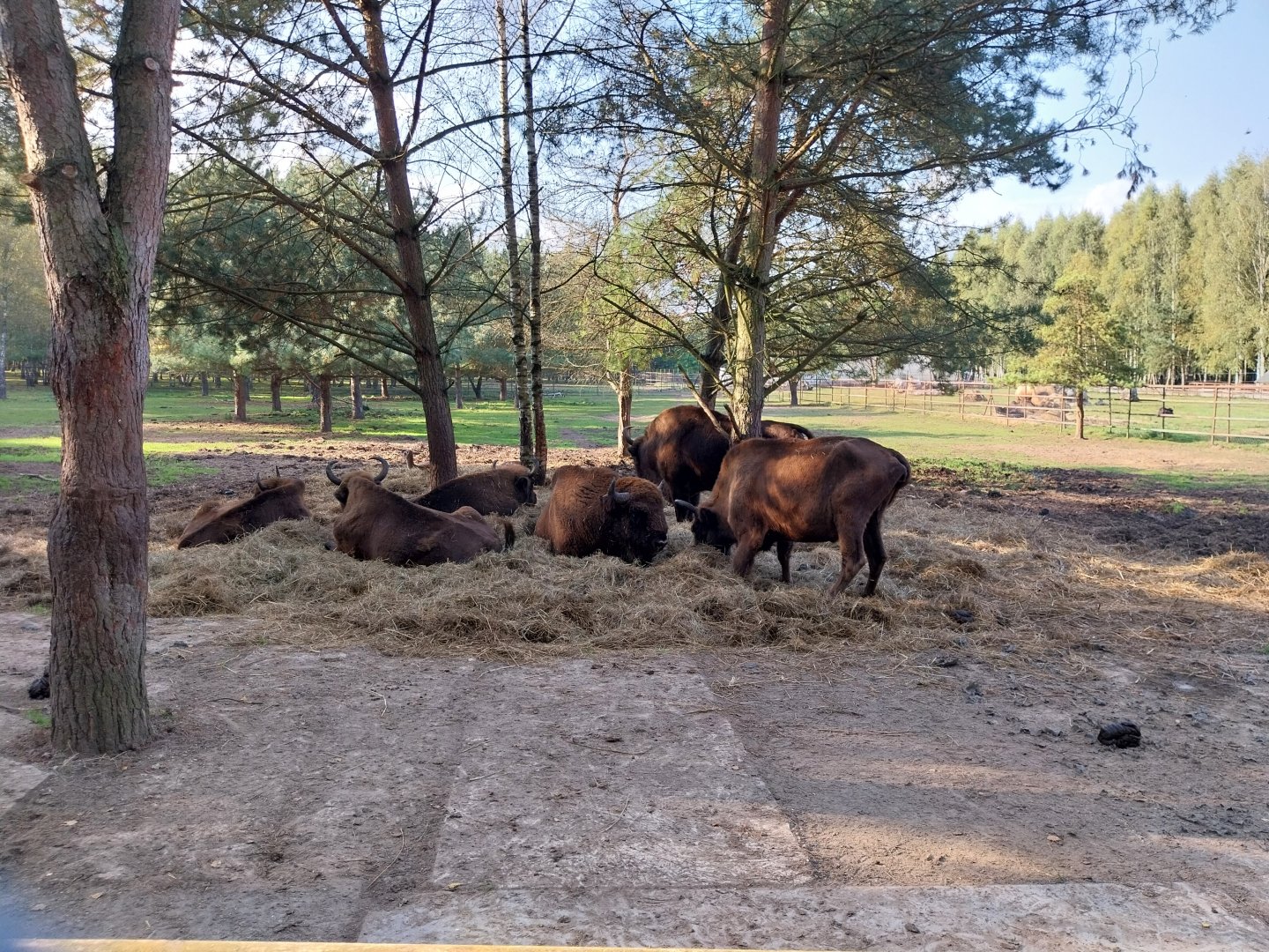 Charlotta Zoo - European Lowland-bison (Bison bonasus bonasus)