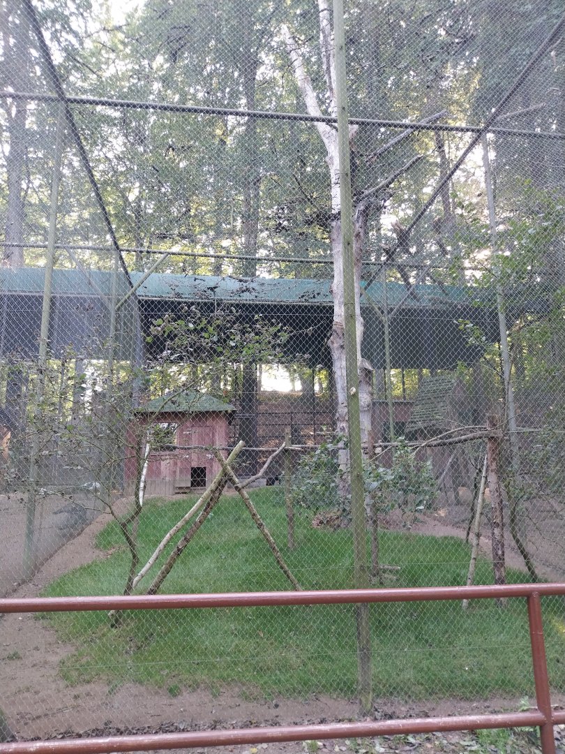 Charlotta Zoo - Great Curassow (Crax rubra rubra)