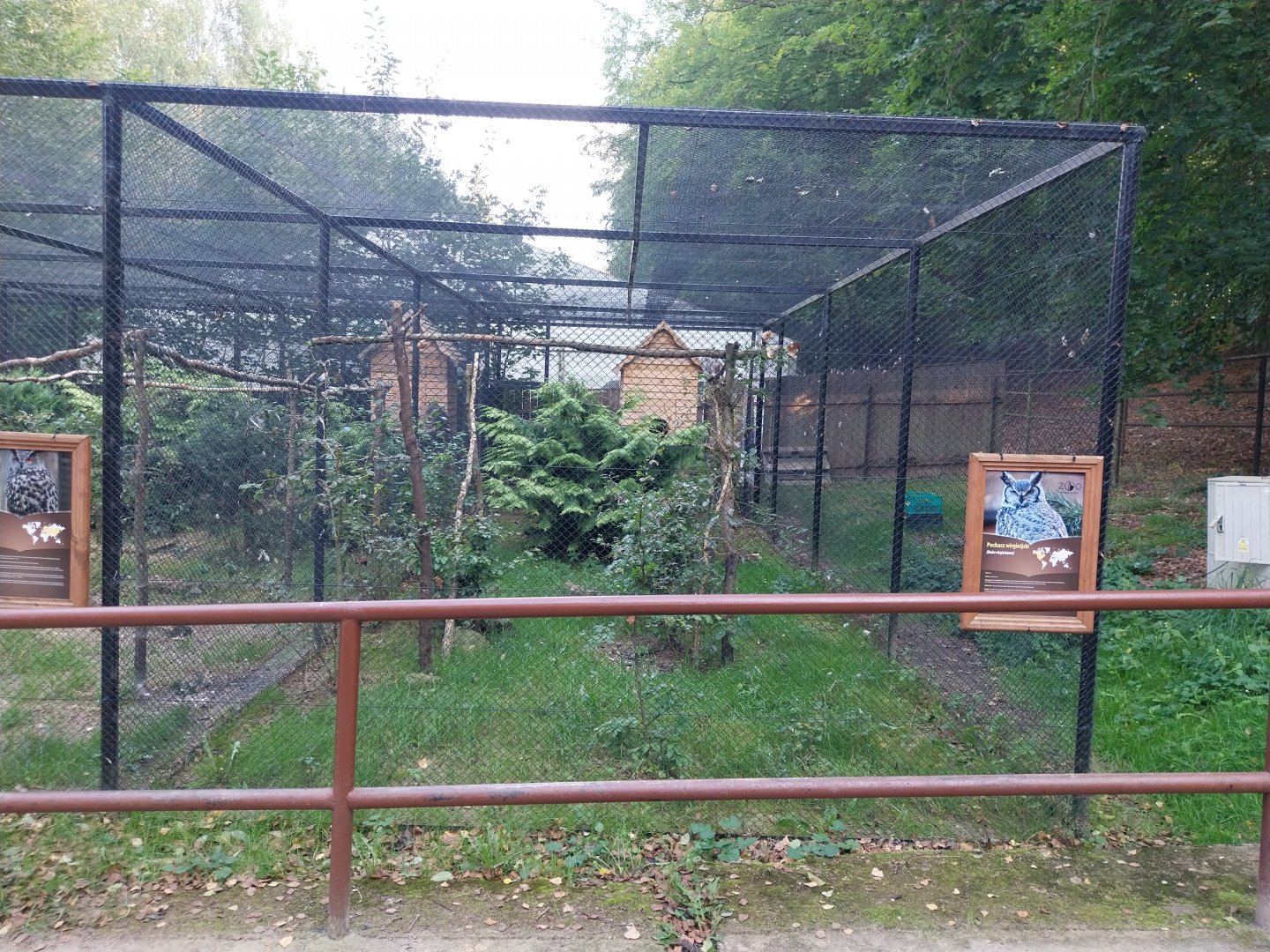 Charlotta Zoo - Great Horned Owl (Bubo virginianus)
