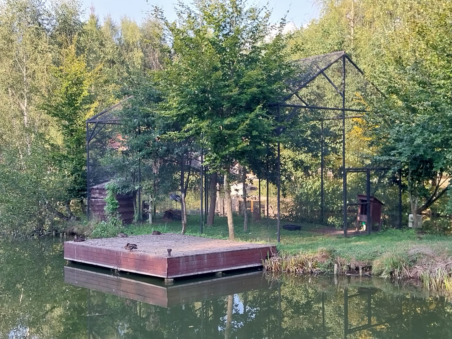 Charlotta Zoo - Grey Crowned Crane (Balearica regulorum)