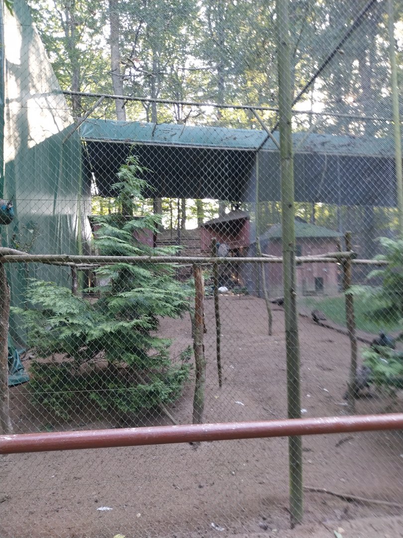 Charlotta Zoo - Indian Peafowl (Pavo cristatus)