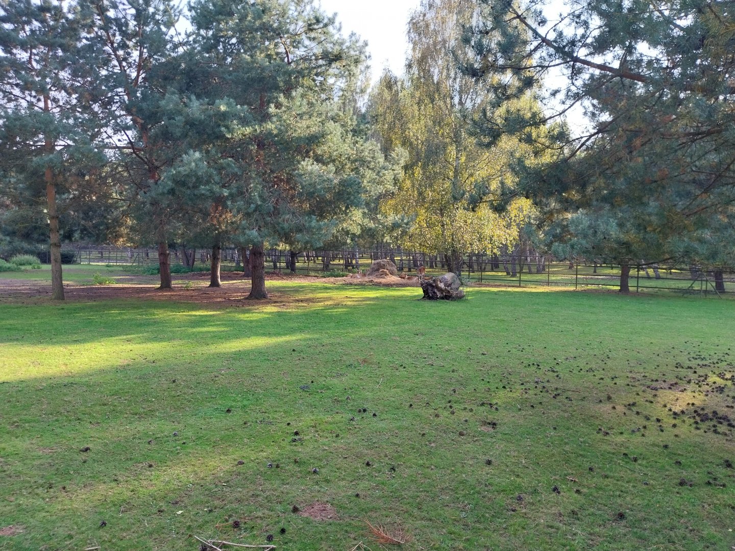 Charlotta Zoo - Kafue Lechwe (Kobus leche kafuensis)