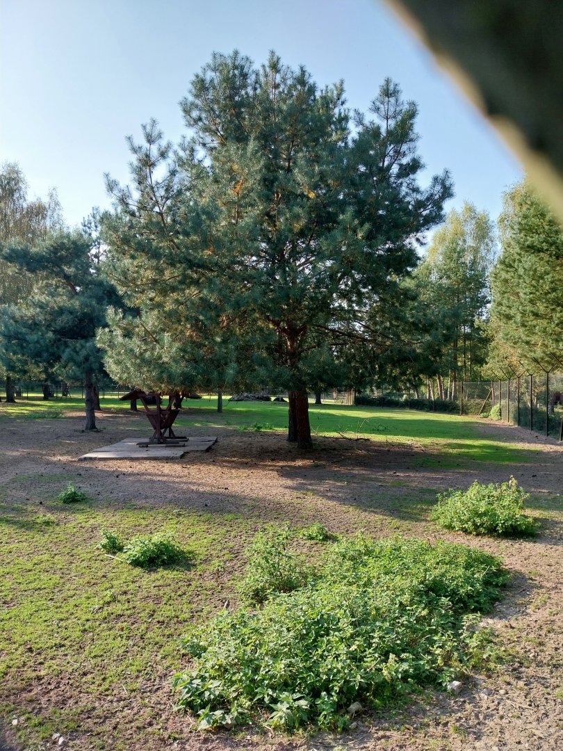 Charlotta Zoo - Kafue Lehwe (Kobus leche kafuensis) enclosure