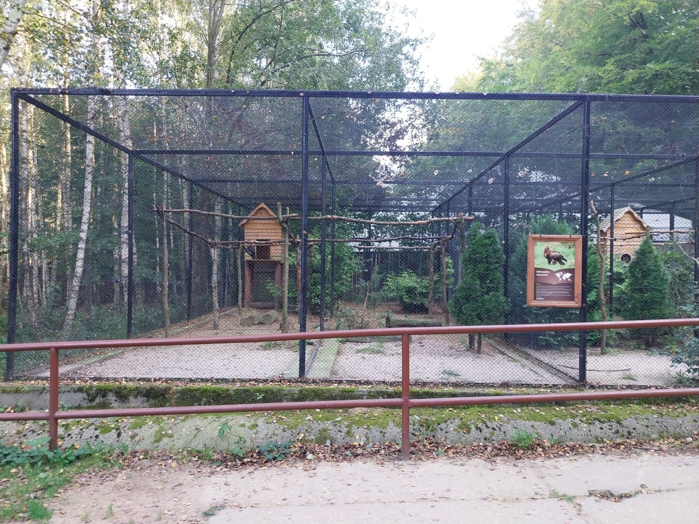 Charlotta Zoo - Lesser Spotted Eagle (Aquila pomarina)