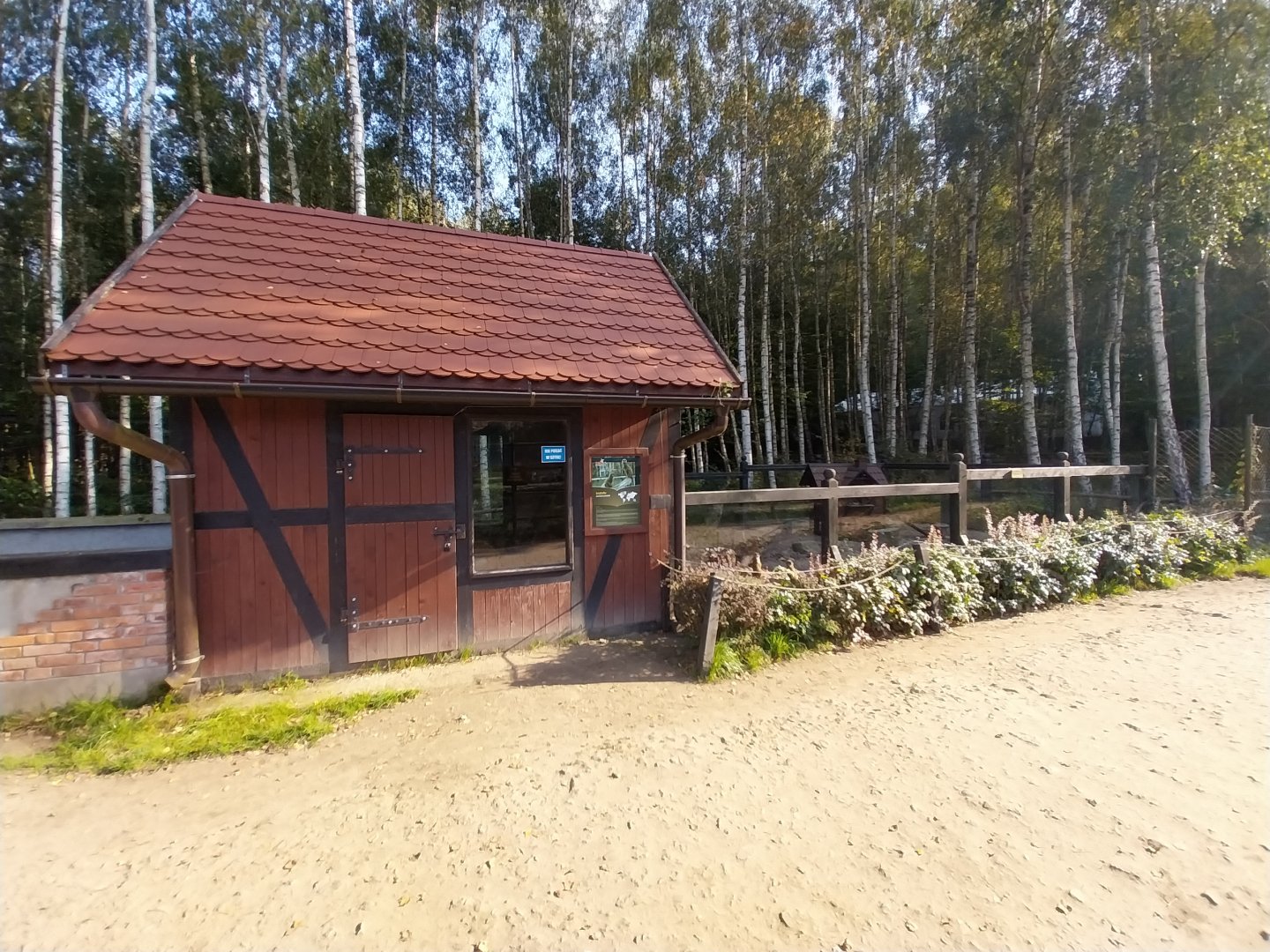 Charlotta Zoo - Meerkat (Suricata suricatta)