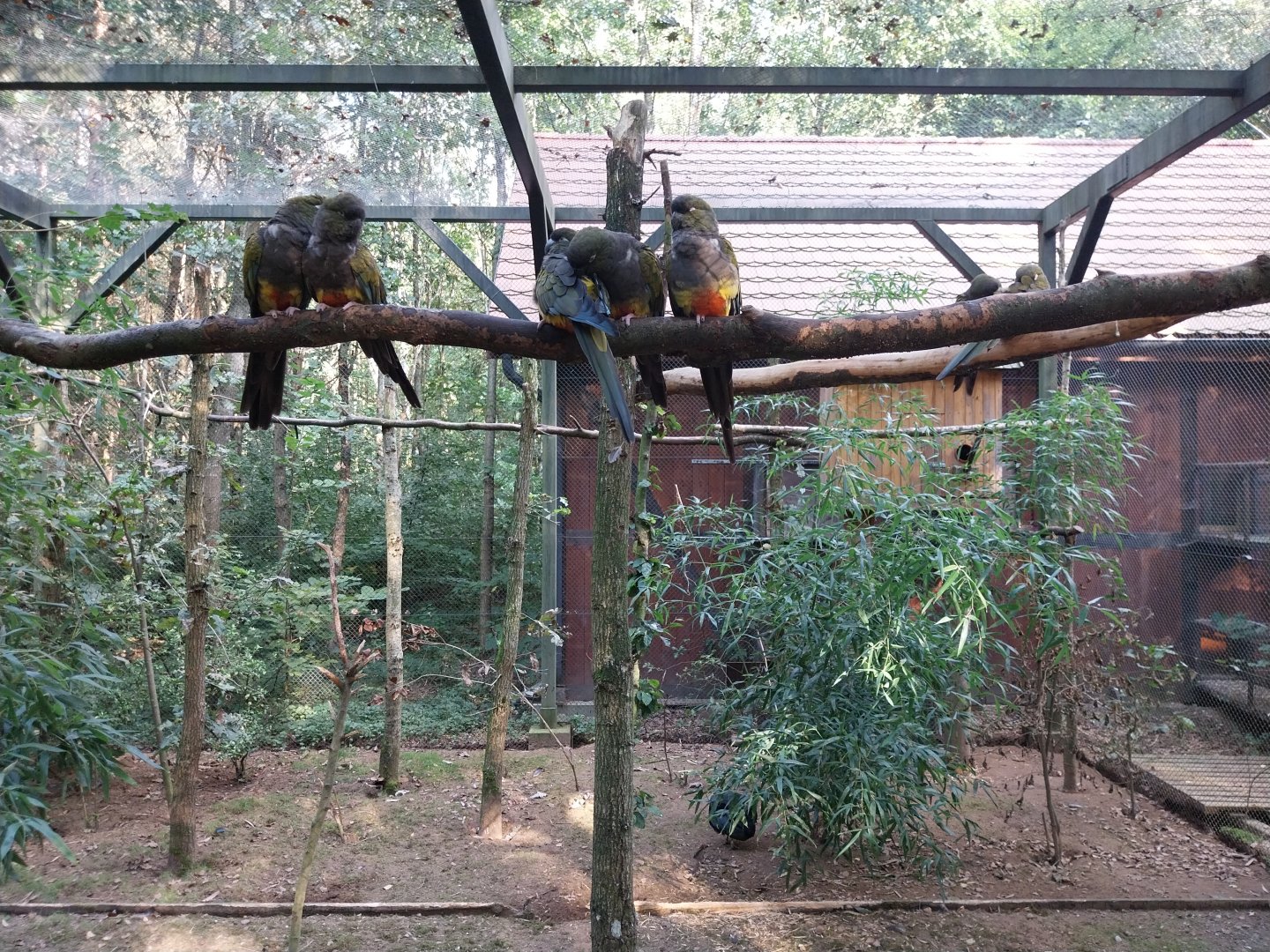 Charlotta Zoo - Patagonian Conure (Cyanoliseus patagonus) and Plumed Guineafowl (Guttera plumifera)