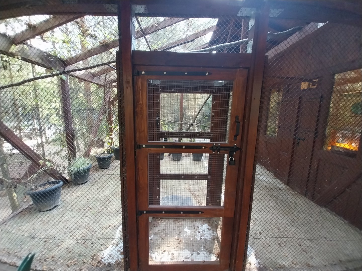 Charlotta Zoo - Pygmy Marmoset (Cebuella pygmaea)