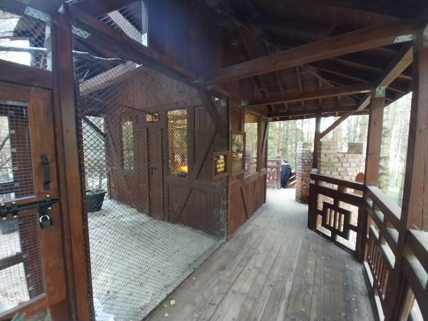 Charlotta Zoo - Pygmy Marmoset (Cebuella pygmaea)