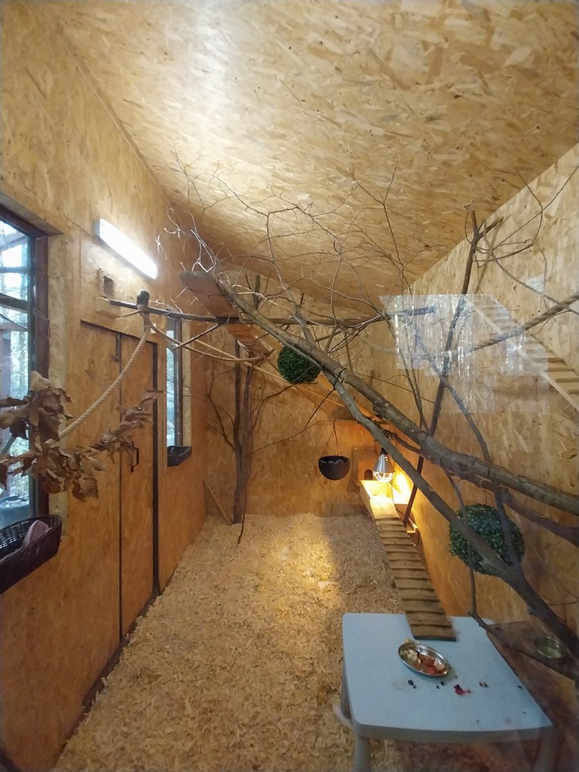 Charlotta Zoo - Pygmy Marmoset (Cebuella pygmaea)