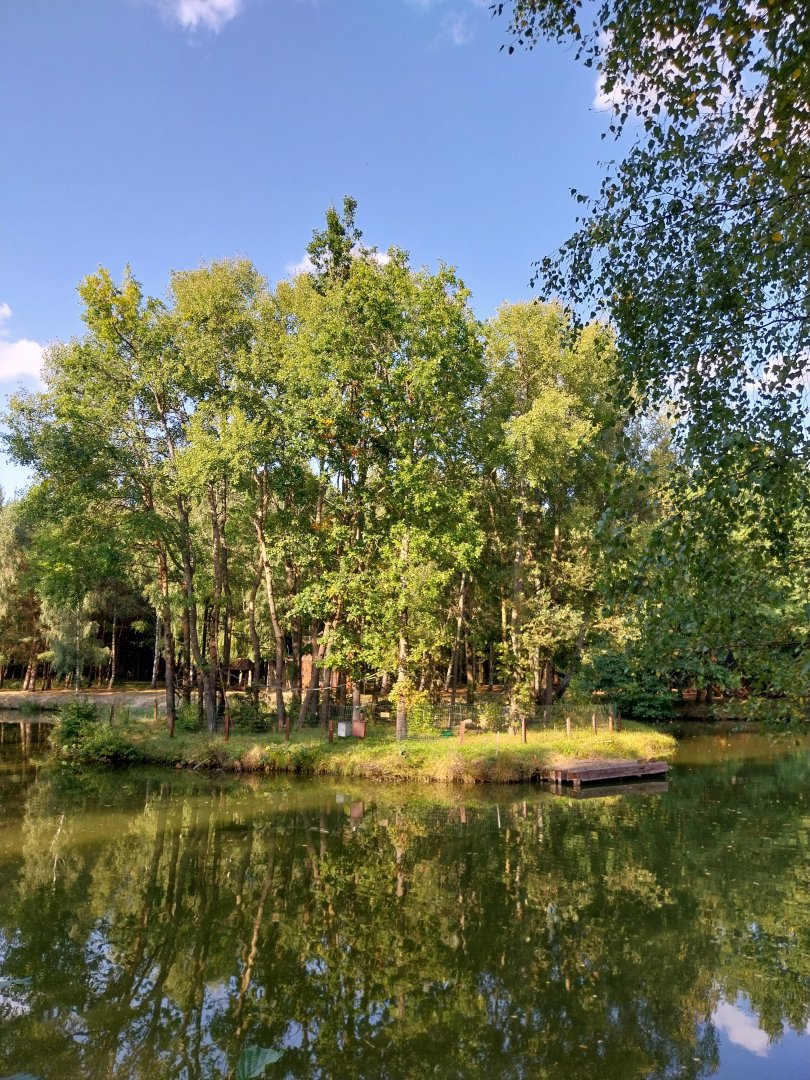 Charlotta Zoo - Red-cheeked Gibbon (Nomascus gabriellae)