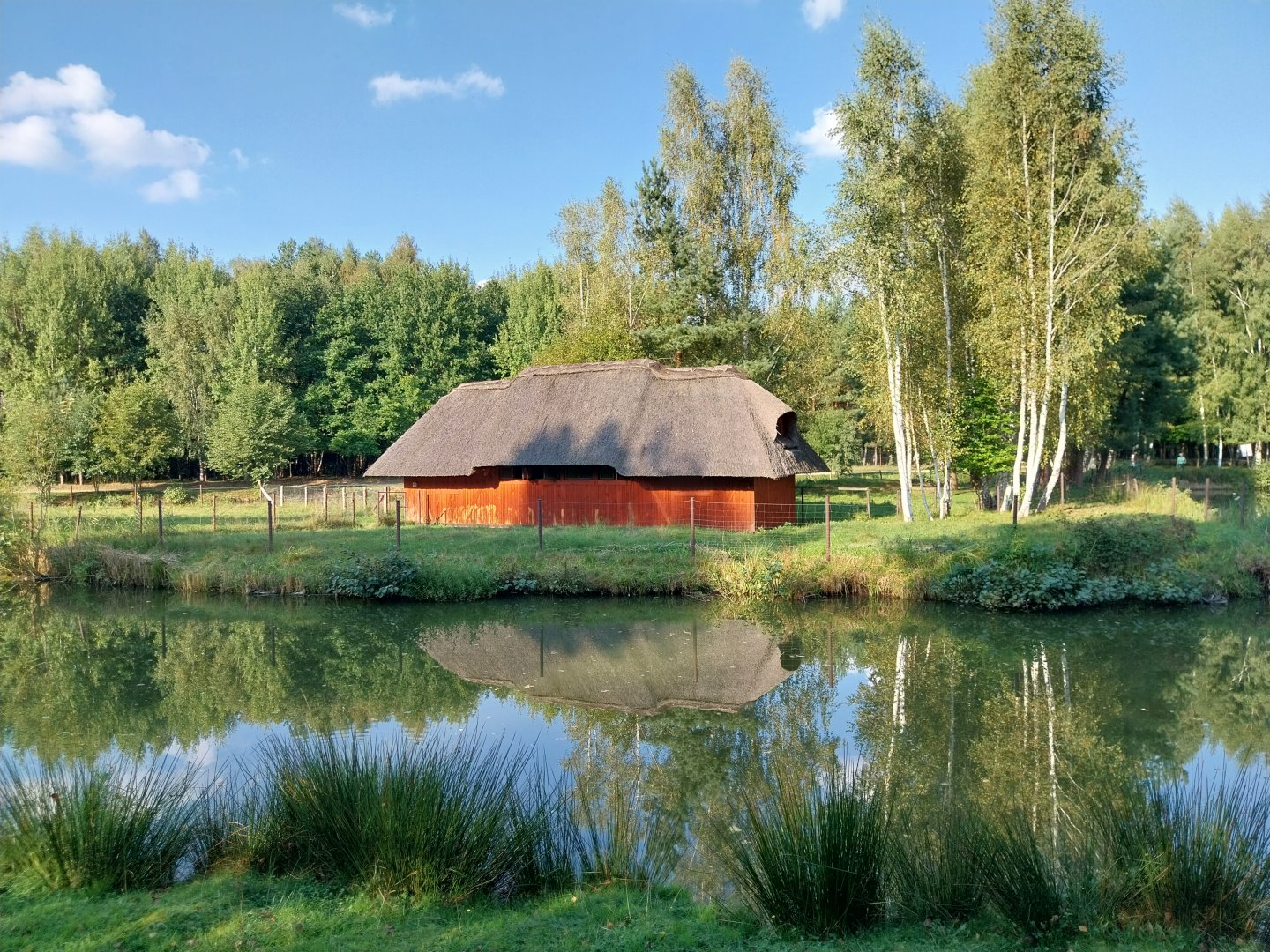 Charlotta Zoo - Red Kangaroo (Osphranter rufus)