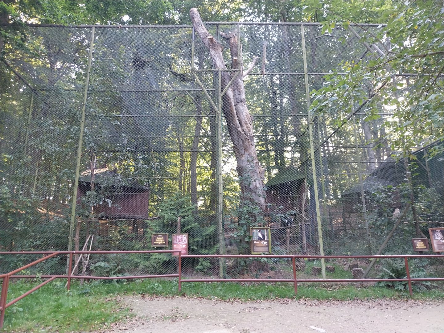 Charlotta Zoo - Stellers Sea Eagle (Haliaeetus pelagicus)
