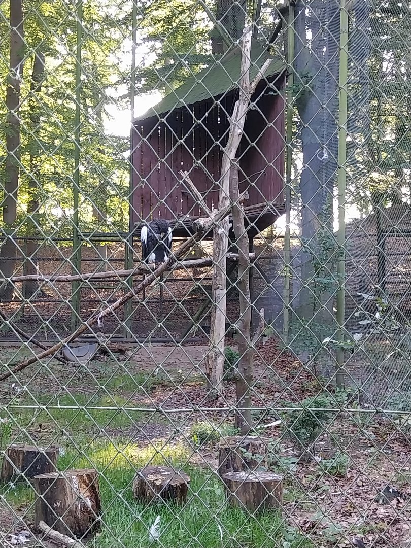 Charlotta Zoo - Stellers Sea Eagle (Haliaeetus pelagicus)