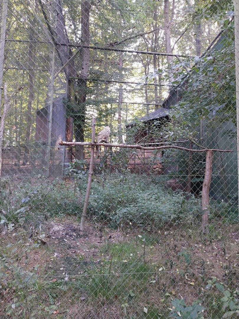 Charlotta Zoo - Western Siberian Eagle-owl (Bubo bubo sibiricus)