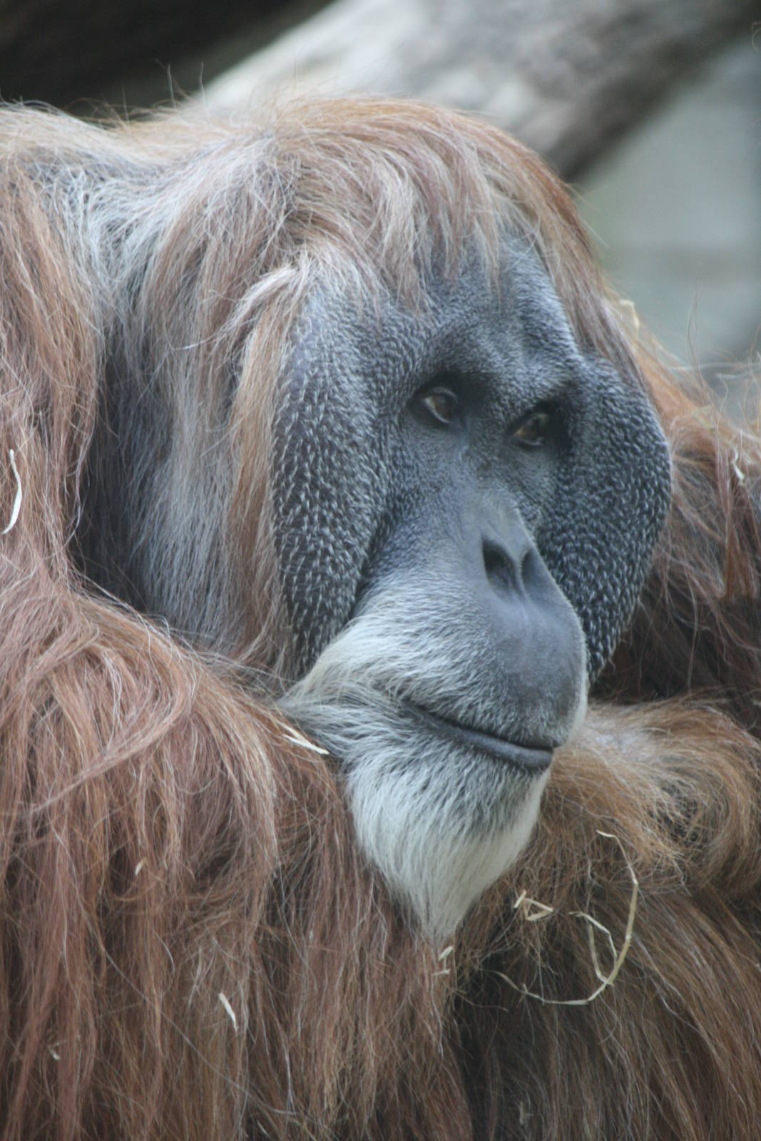 Charly - 4 June 2010