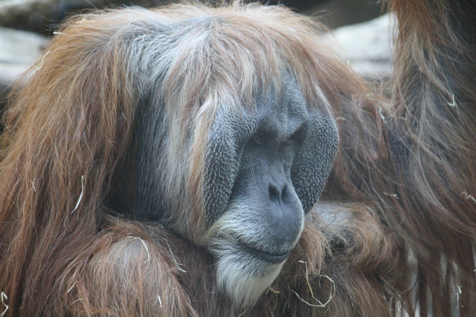 Charly - 4 June 2010