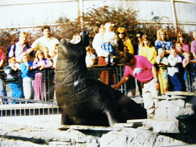 Charly the elephant seal 1991