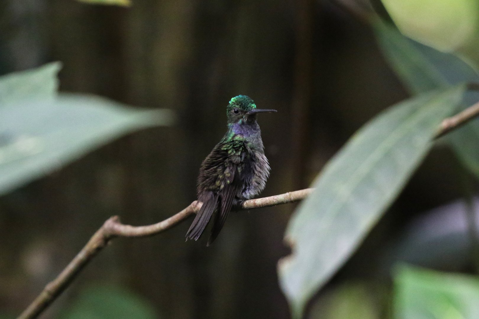 Charming Hummingbird