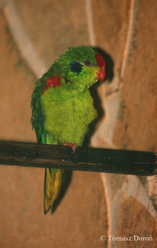 Charmosyna rubronotata.