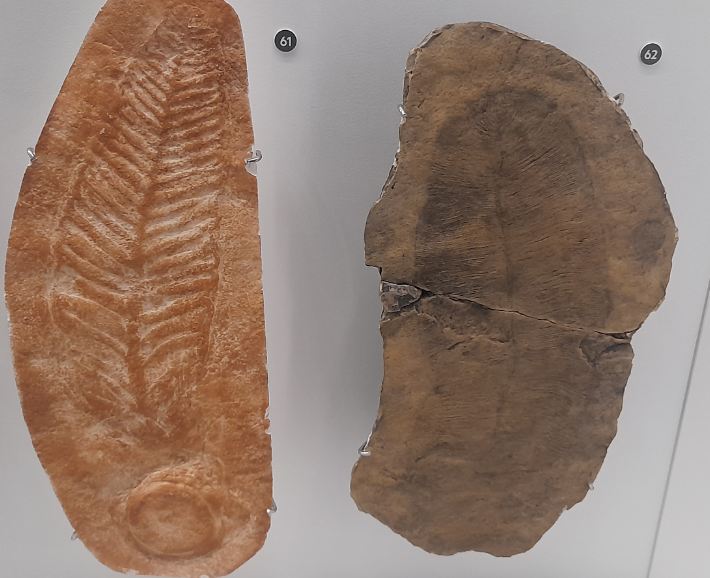 Charniodiscus and Dickinsonia elongata - Queensland Museum