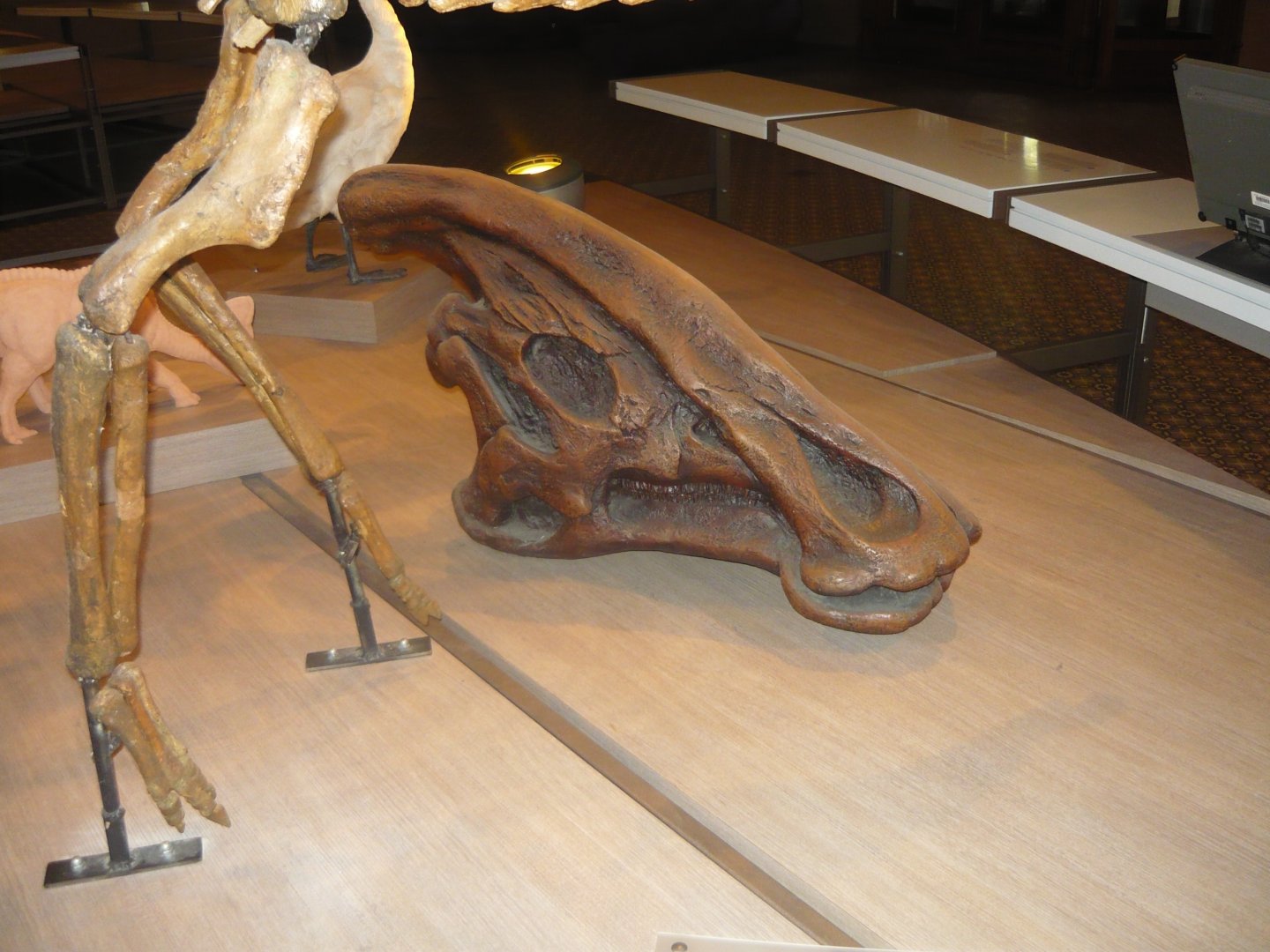 Charonosaurus skull (cast)