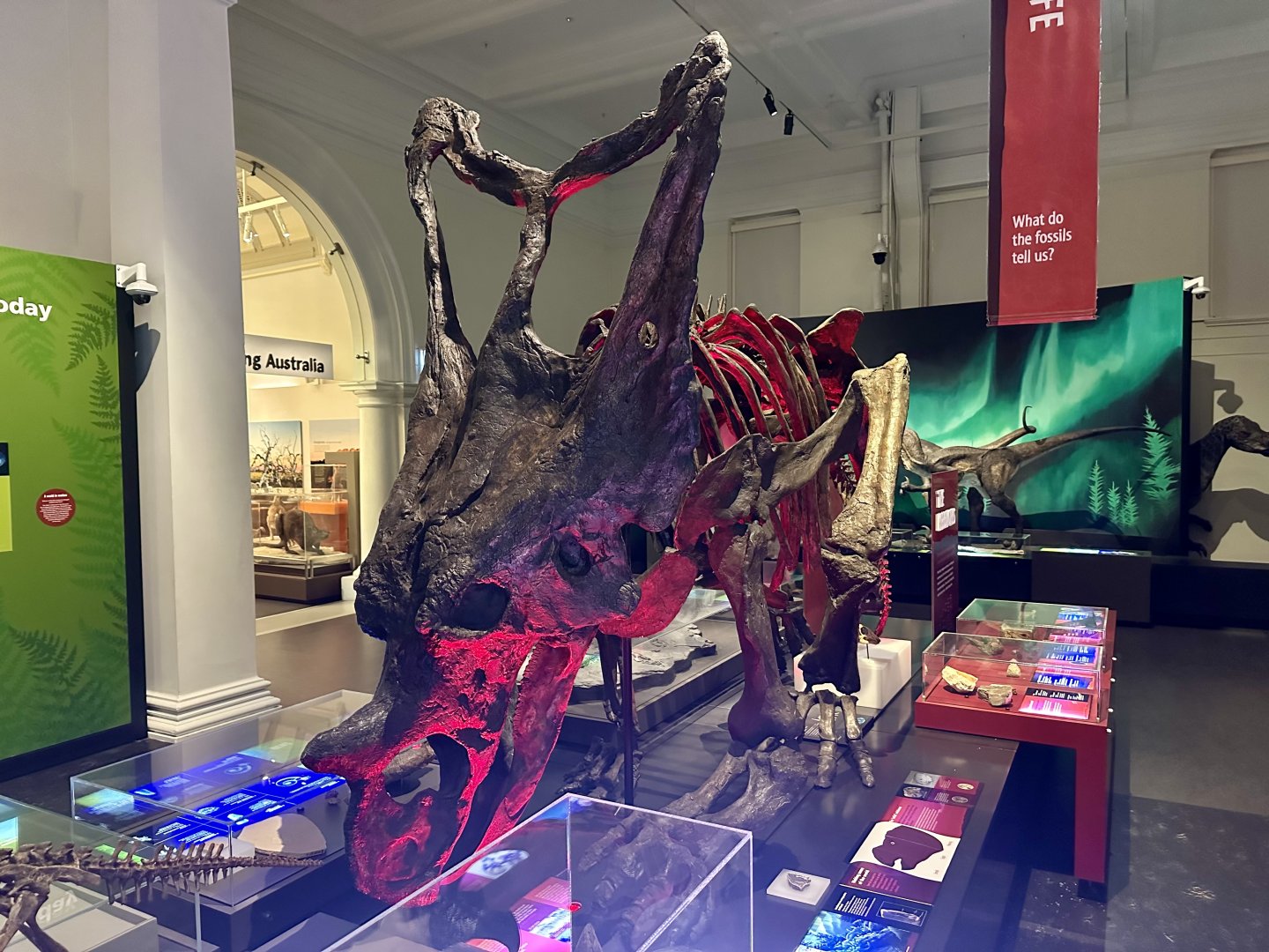 Chasmosaurus belli (cast)