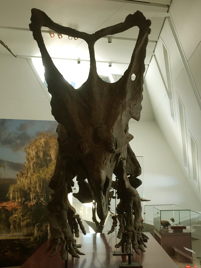 Chasmosaurus Front View