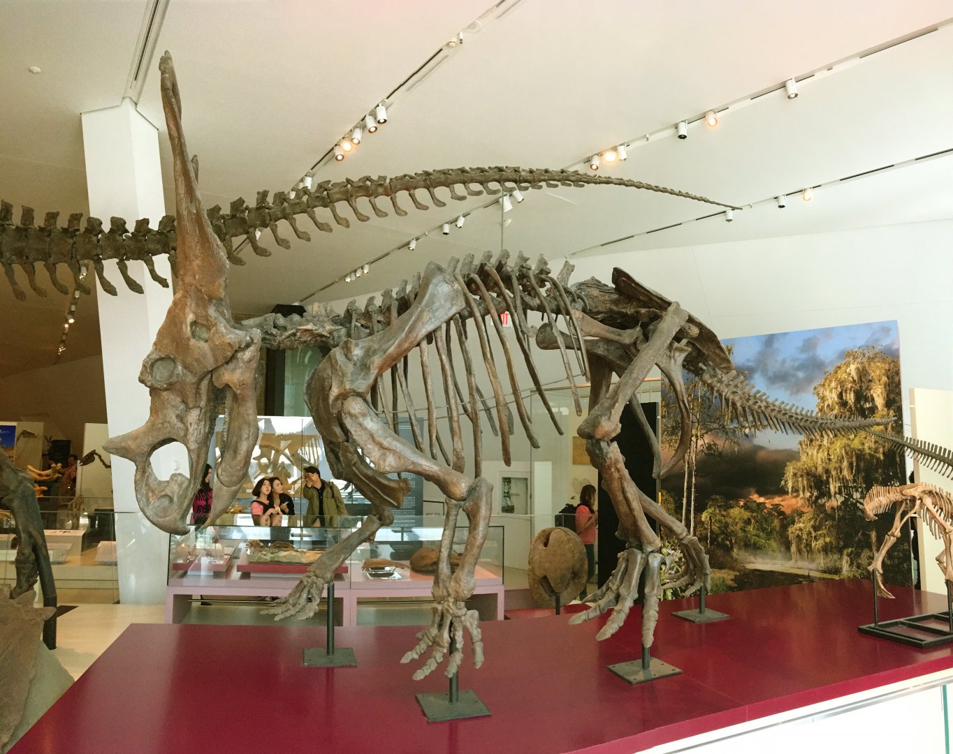 Chasmosaurus