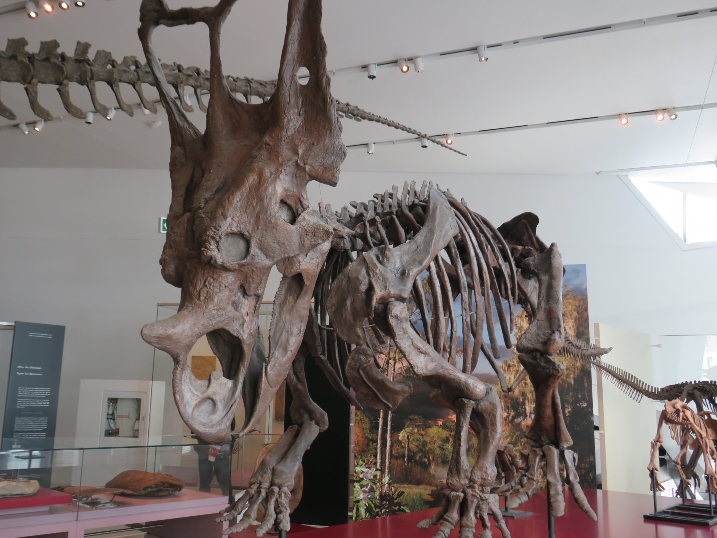 Chasmosaurus