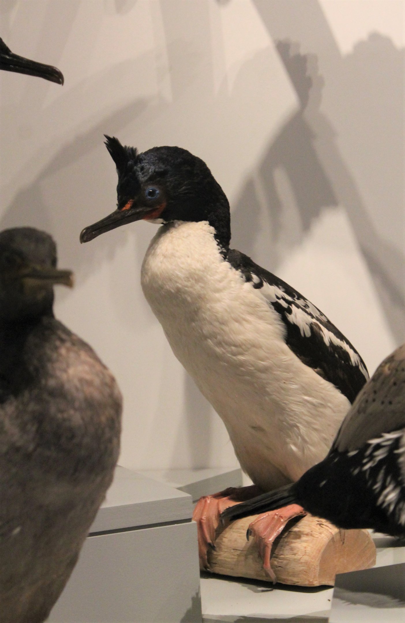Chatham Island Shag (Leucocarbo onslowi)