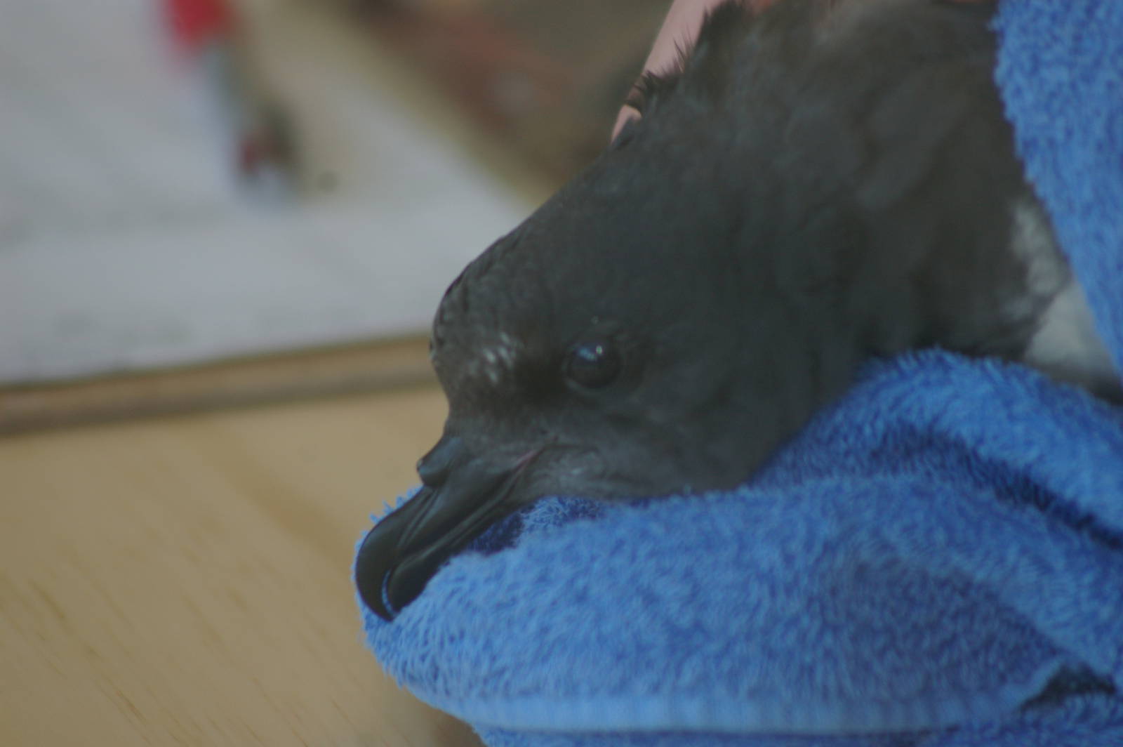 Chatham Island taiko (Pterodroma magentae)