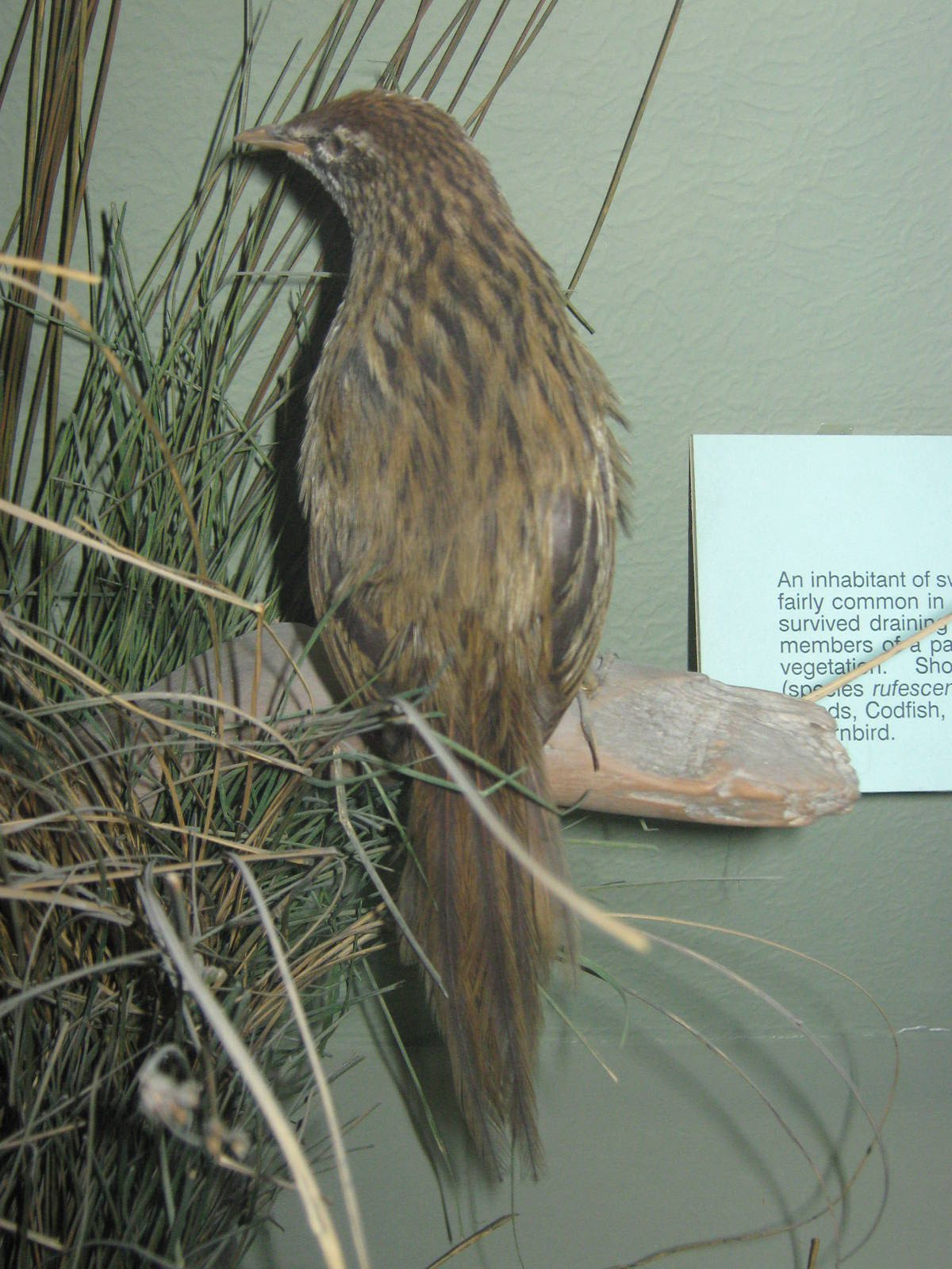 Chatham Islands fernbird (Bowdleria rufescens)