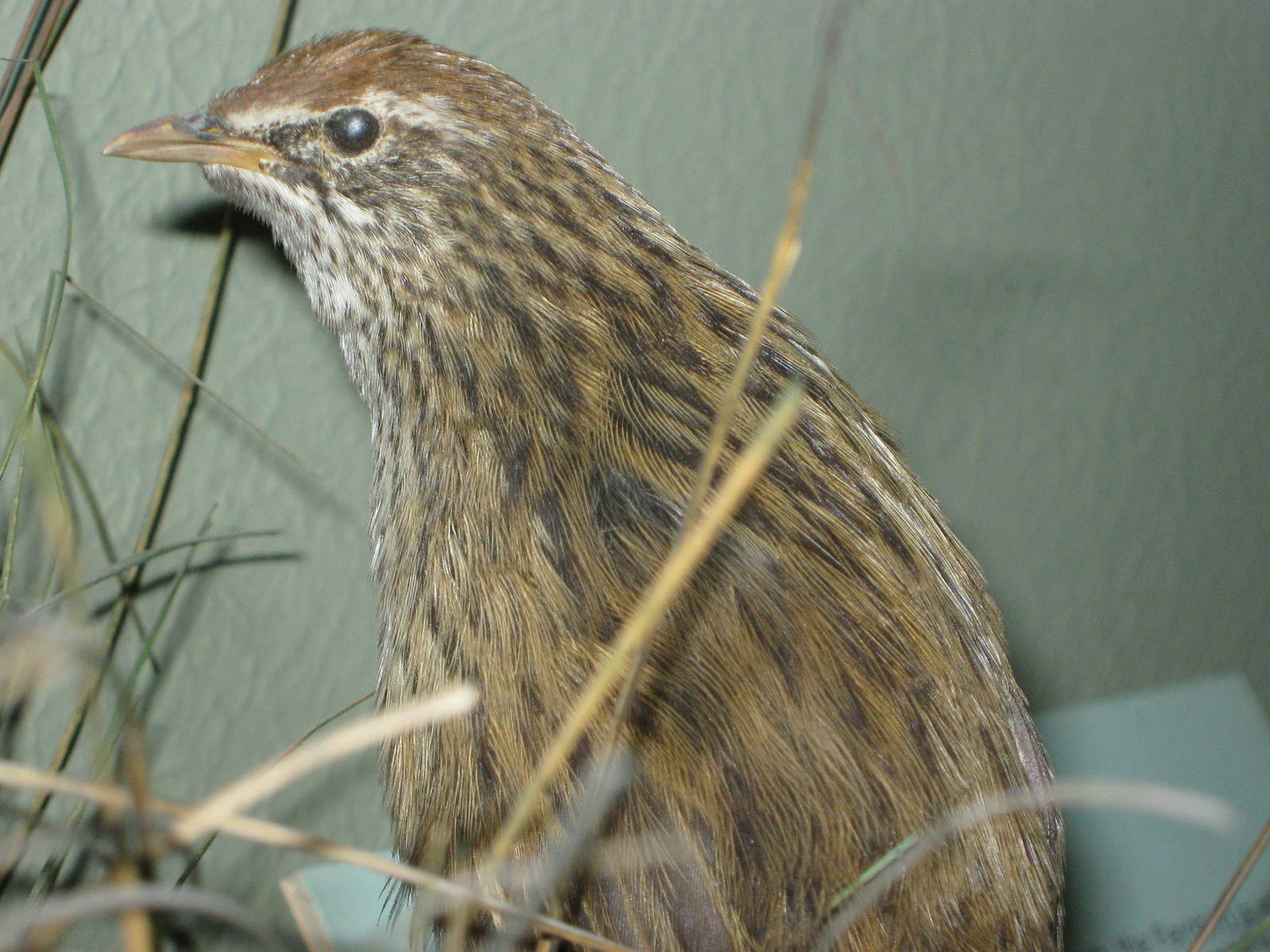 Chatham Islands fernbird (Bowdleria rufescens)
