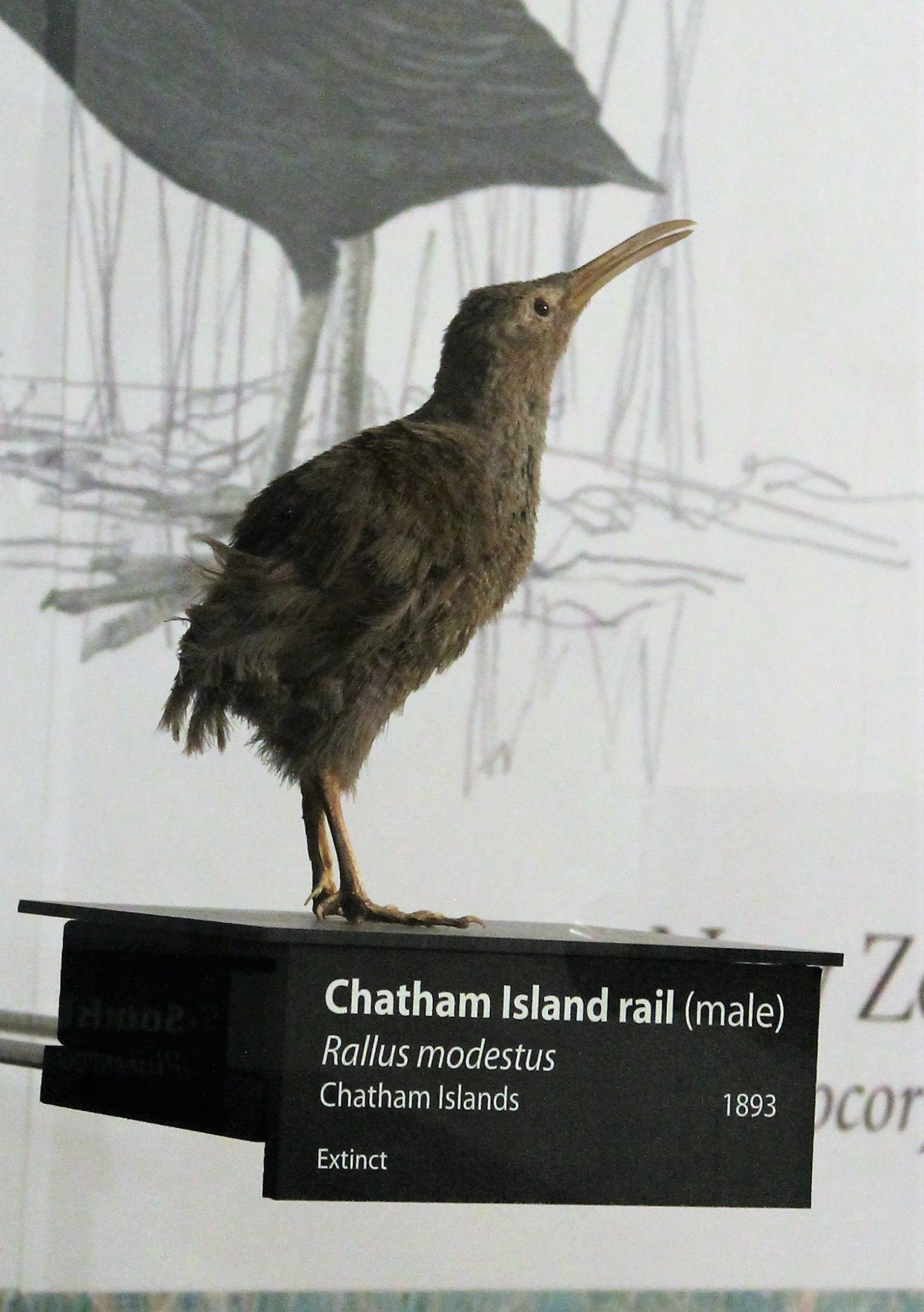 Chatham Islands Rail (Cabalus modestus), Otago Museum