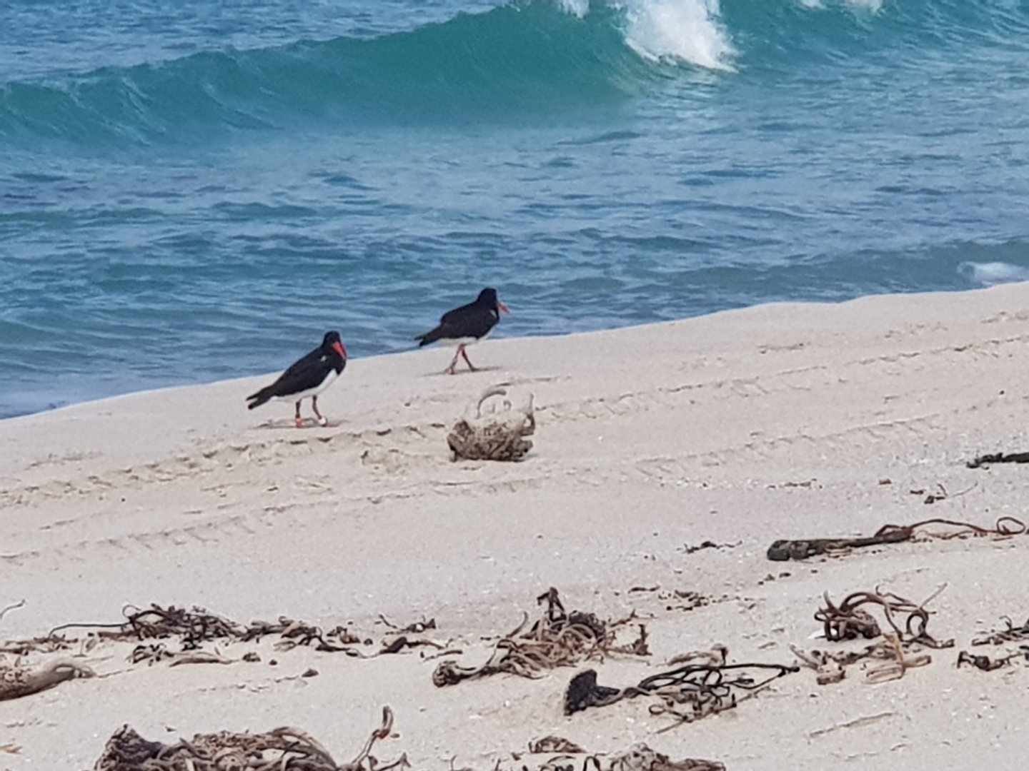 Chatham Oystercatcher (Haematopus chathamensis) 2020