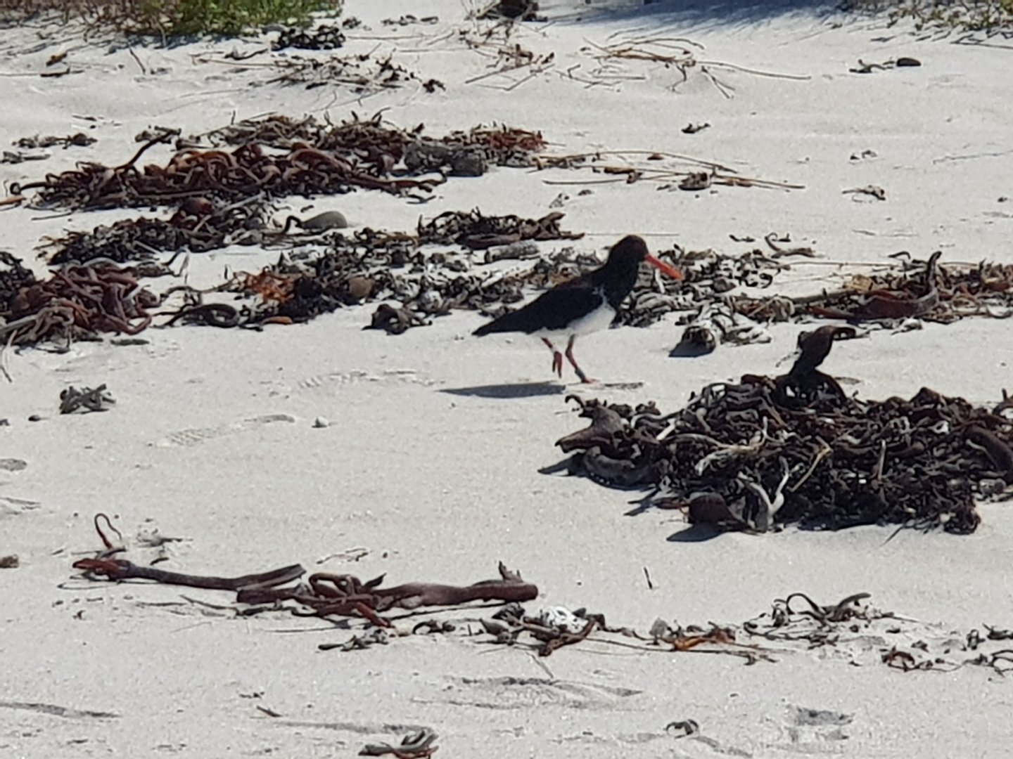 Chatham Oystercatcher (Haematopus chathamensis) 2020